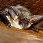 Vleermuis - natuurvriendelijk isoleren - EHSW